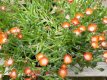 Delosperma cooperi 'Lido Orange' Delosperma cooperi 'Lido Orange' | Middagbloem-Ijsbloem 5 P9