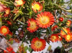 Delosperma cooperi 'Lido Orange' | Middagbloem-Ijsbloem 5 P9