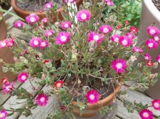 Delosperma cooperi 'Table Mountain' | Middagbloem-Ijsbloem 15 P9