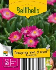 Delosperma cooperi 'Juwel of Desert® Amethyst' - 15 st.| Middagbloem-Ijsbloem 15 P9