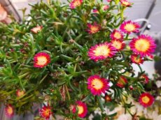 Delosperma cooperi 'Juwel of Desert® Grenade' - 15 st.| Middagbloem-Ijsbloem 15 P9