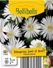 Delosperma cooperi 'Juwel of Desert® Moonstone' - 15 st.| Middagbloem-Ijsbloem 15 P9