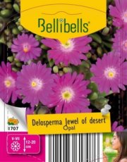 Delosperma cooperi 'Juwel of Desert® Opal' | Middagbloem-Ijsbloem 15 P9