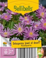 Delosperma cooperi 'Juwel of Desert® Rosequart' - 15 st.| Middagbloem-Ijsbloem 15 P9