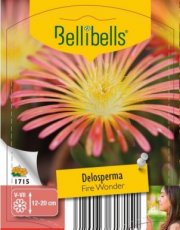 Delosperma 'Wheels Of Wonder Fire Wonder' - 15 st. | Middagbloem-Ijsbloem 15 P9