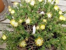 Delosperma 'Wheels Of Wonder Limoncello' - 15 st. | Middagbloem-Ijsbloem 15 P9