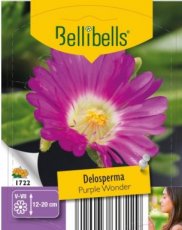 Delosperma 'Wheels Of Wonder Purple' - 15 st. | Middagbloem-Ijsbloem 15 P9