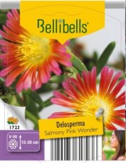 Delosperma 'Wheels Of Wonder Salmony Pink' - 15 st. | Middagbloem-Ijsbloem 15 P9