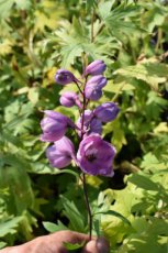 Delphinium elatum ‘Astolat’ | Ridderspoor 150 P9