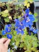 Delphinium (B) ‘Bellamosum’ Delphinium belladonna ‘Bellamosum’ | Ridderspoor 120 P9