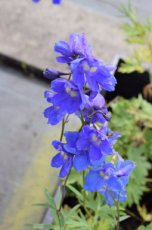 Delphinium belladonna ‘Bellamosum’ | Ridderspoor 120 P9