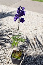 Delphinium pacific ‘Black Knight’ | Ridderspoor 200 P9