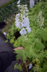 Delphinium pacific ‘Galahad’ | Ridderspoor 150 P9