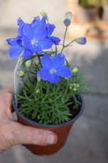 Delphinium grandiflorum 'Blue Butterfly | Ridderspoor 40  P11