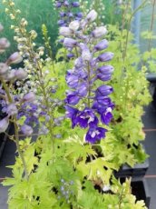 Delphinium ‘King Arthur’ | Ridderspoor 150 P9