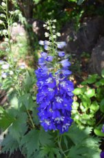 Delphinium Magic Fountains ‘Sky blue/white bee’ | Ridderspoor 80  P9