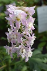 Delphinium Magic Fountains ‘Deep rose/white bee’ |  Ridderspoor 80 P9