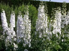 Delphinium Magic Fountains ‘Pure white'
