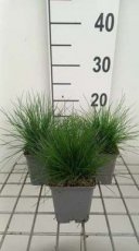 Deschampsia cespitosa | Ruwe Smele 25 P9 (WINTERGROEN)