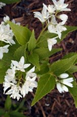 Deutzia gracilis 25 st. 30-40 BW BRUIDSBLOEM