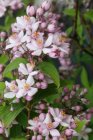 Deutzia hybr. ‘Mont Rose’ - roze - Bruidsbloem  40-60  C