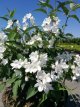 Deutzia purpurascens 'Kalmiiflora' 25/30 C Deutzia purpurascens ‘Kalmiiflora’ - roze - Bruidsbloem 25-30 C