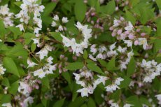 Deutzia purpurascens ‘Kalmiiflora’ - roze - Bruidsbloem 50-60 C4