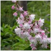 Deutzia scabra ‘Codsall Pink’ - roze - Bruidsbloem 40-60  C