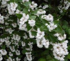 Deutzia scabra ‘Plena’ - wit -  Bruidsbloem 60-80  C