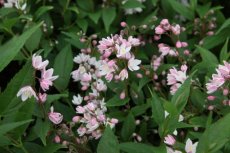 Deutzia x hyb.'Cherry Blossom'® - Bruidsbloem  30-40 C4