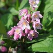 Deutzia x hyb.'Strawberry Fields' 25/30 C Deutzia (hyb) x 'Strawberry Fields' - roze - Bruidsbloem 25-30 C