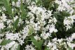 Deutzia 'Yuki Snowflake'™ 30/40 C3 Deutzia 'Yuki Snowflake'™ - roze - Bruidsbloem 30-40  C3