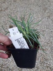 Dianthus allwoodii 'Helen' | Grasanjer 35 P9