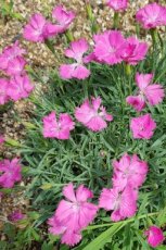 Dianthus carthusianorum | Karthuizer anjer 40 P9