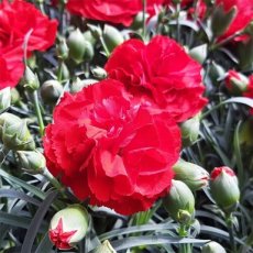 Dianthus caryophyllus | Tuinanjer 25 P9