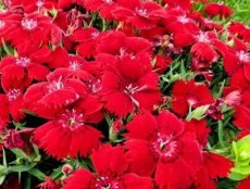 Dianthus deltoides 'Flashing Light'(=leuchtfunk) | Steeanjer 15 P9