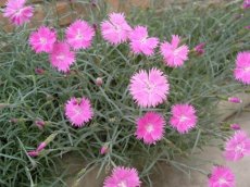 Dianthus deltoides 'Rosea' | Steenanjer 15 P9