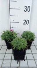 Dianthus gratianopolitanus 'Eydangeri' | Rotsanjer 15 P9