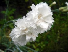 Dianthus plumarius 'Albus Plenus' | Grasanjer 40 P9