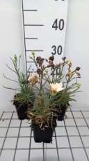 Dianthus plumarius 'Devon Cream' | Grasanjer 40 P9