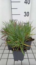 Dianthus plumarius 'Double Rose' | Grasanjer 40 P9