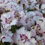 Dianthus plumarius 'Ine' | Grasanjer 40 P9