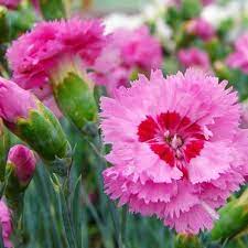 Dianthus plumarius 'Maggie' | Grasanjer 40 P9