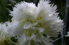 Dianthus plumarius 'Mrs Sinkins' & Grasanjer 40 P9