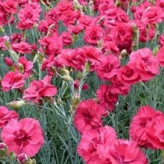 Dianthus plumarius 'Munot' | Grasanjer 40 P9