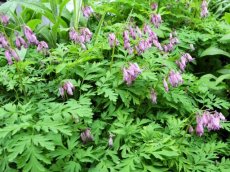 Dicentra eximia 'Stuart Boothman' | Gebroken hartje 25 P9