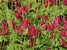 Dicentra formosa 'Bacchanal' | Gebroken hartje 30 P9