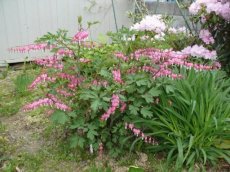 Dicentra hybr.'Pink Diamonds' | Gebroken hartje 35 P9