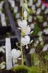 Dicentra spectabilis ‘Alba’ Dicentra spectabilis ‘Alba’ | Gebroken hartje 60 P9