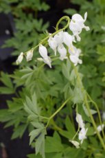 Dicentra spectabilis ‘Alba’ | Gebroken hartje 60 P9